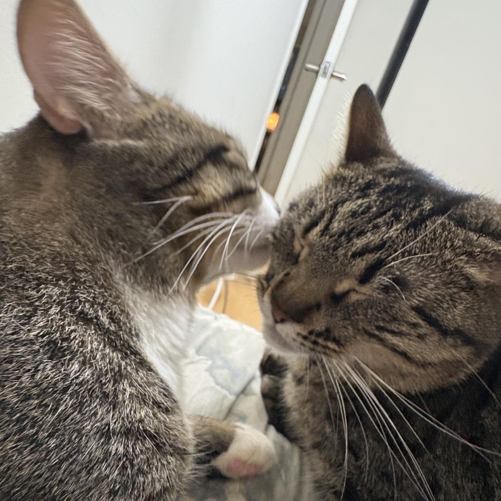 Enlarge Hubie, a Adoptable Domestic Short Hair in Los Angeles, CA image 6/6