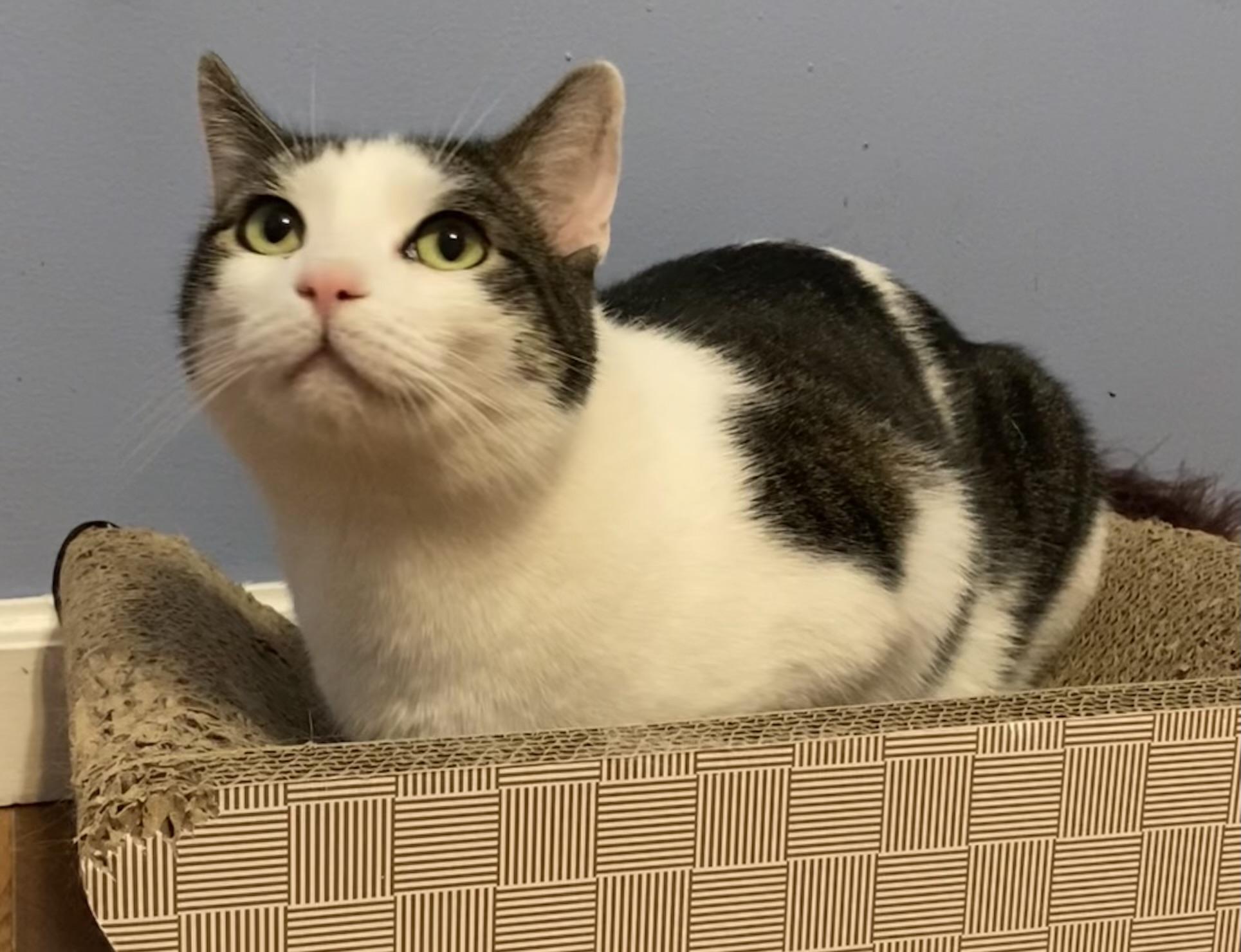 Rigby & Timber, Adoptable, Adult Male Domestic Short Hair.