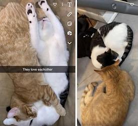 Rigby & Timber, a Adoptable Domestic Short Hair in Andover, CT image 2/6