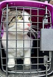 Rigby & Timber, a Adoptable Domestic Short Hair in Andover, CT image 3/6