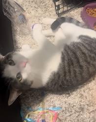 Rigby & Timber, a Adoptable Domestic Short Hair in Andover, CT image 4/6