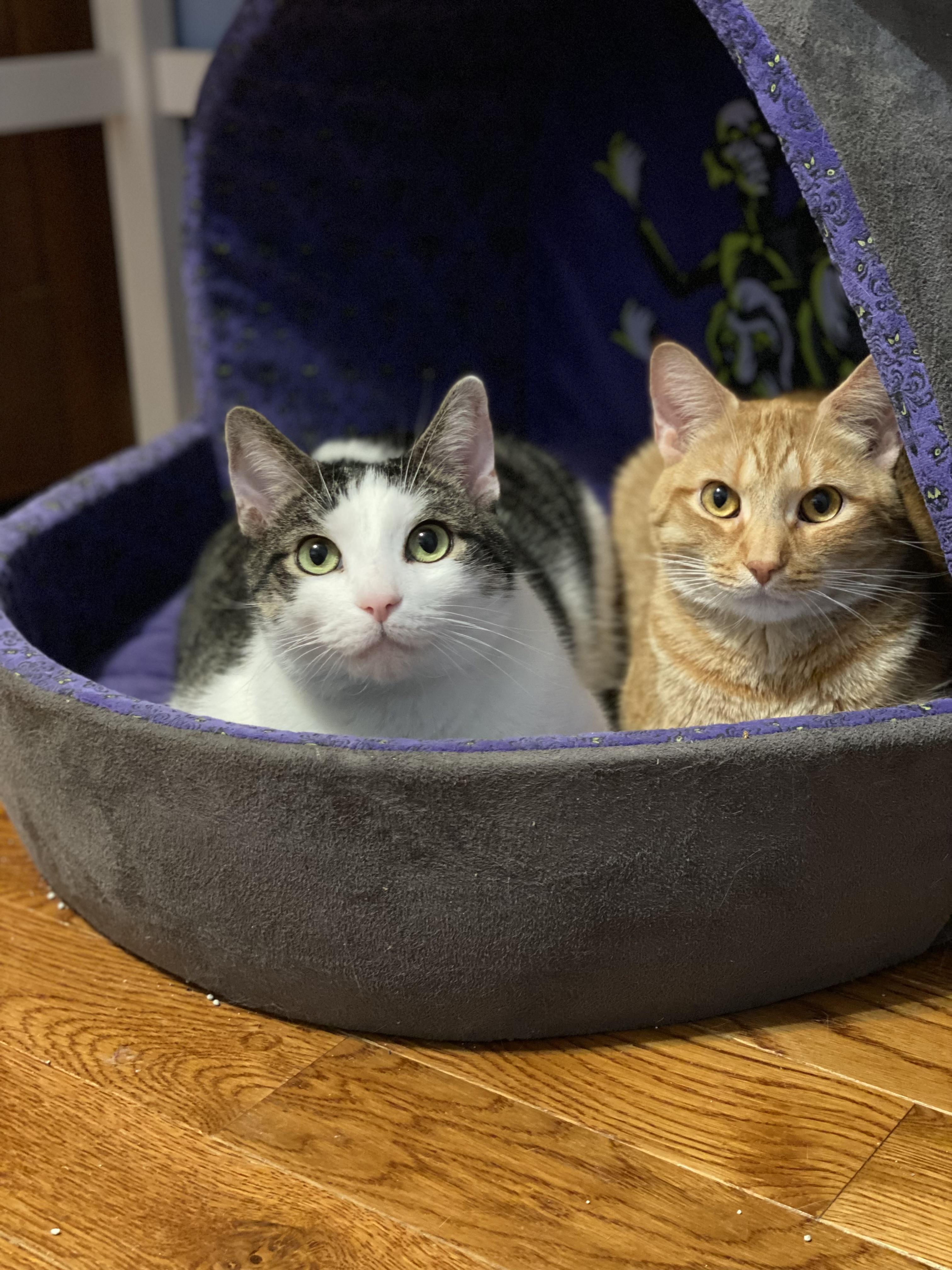 Rigby & Timber, a Adoptable Domestic Short Hair in Andover, CT image 6/6