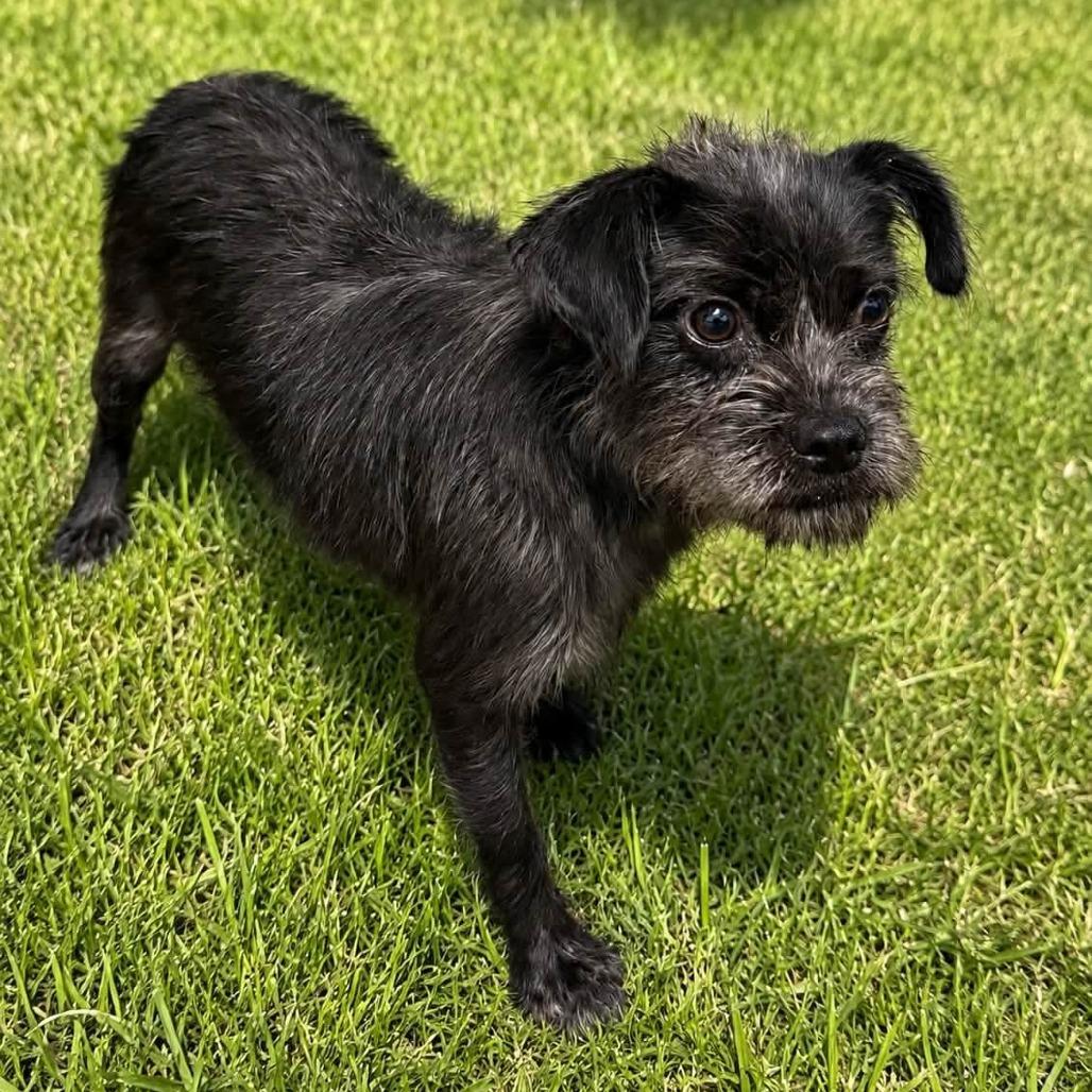 Barkley, Adoptable, Young Male Terrier & Mixed Breed.