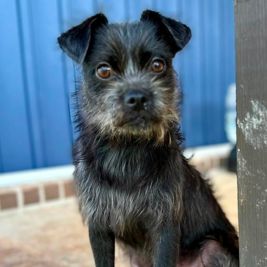 Enlarge Barkley, a Adoptable mixed breed in Enterprise, AL image 2/2