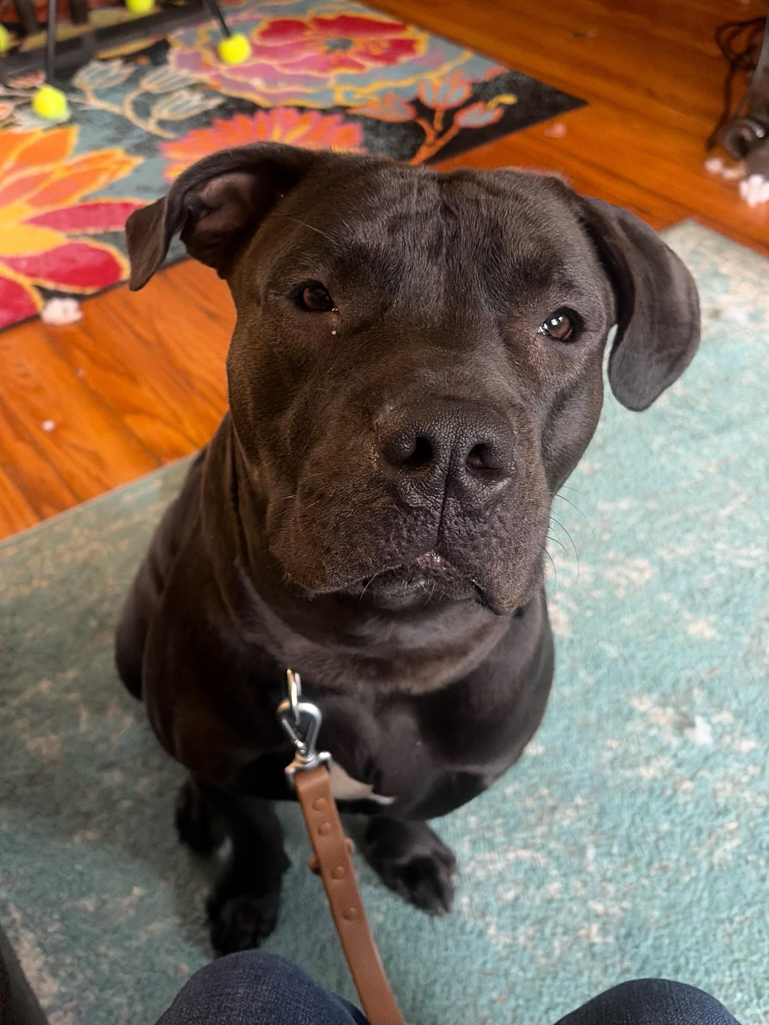 Enlarge Lu, a ADOPTABLE Mixed Breed in Larchmont, NY image 3/3