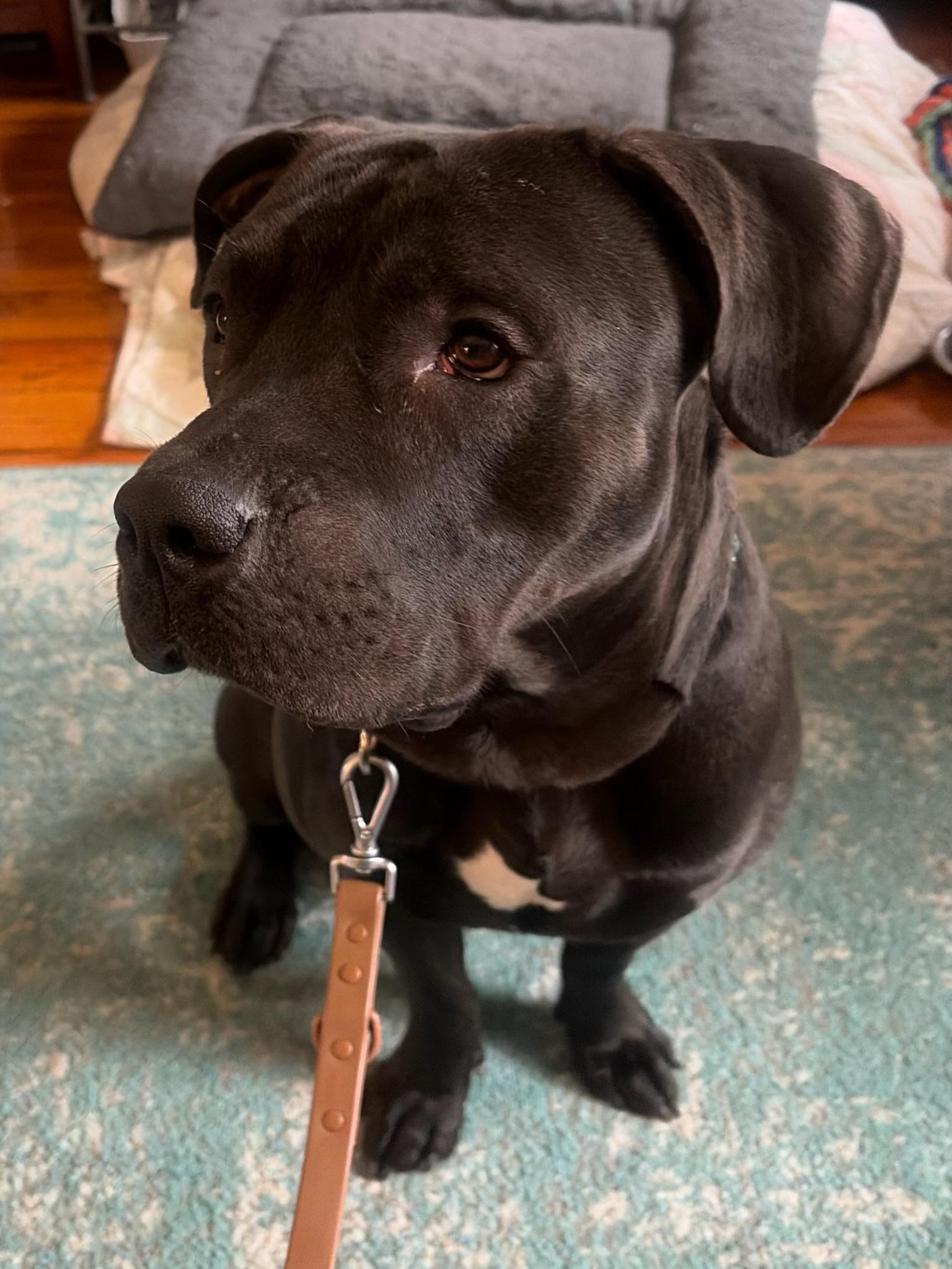 Enlarge Lu, a ADOPTABLE Mixed Breed in Larchmont, NY image 2/3