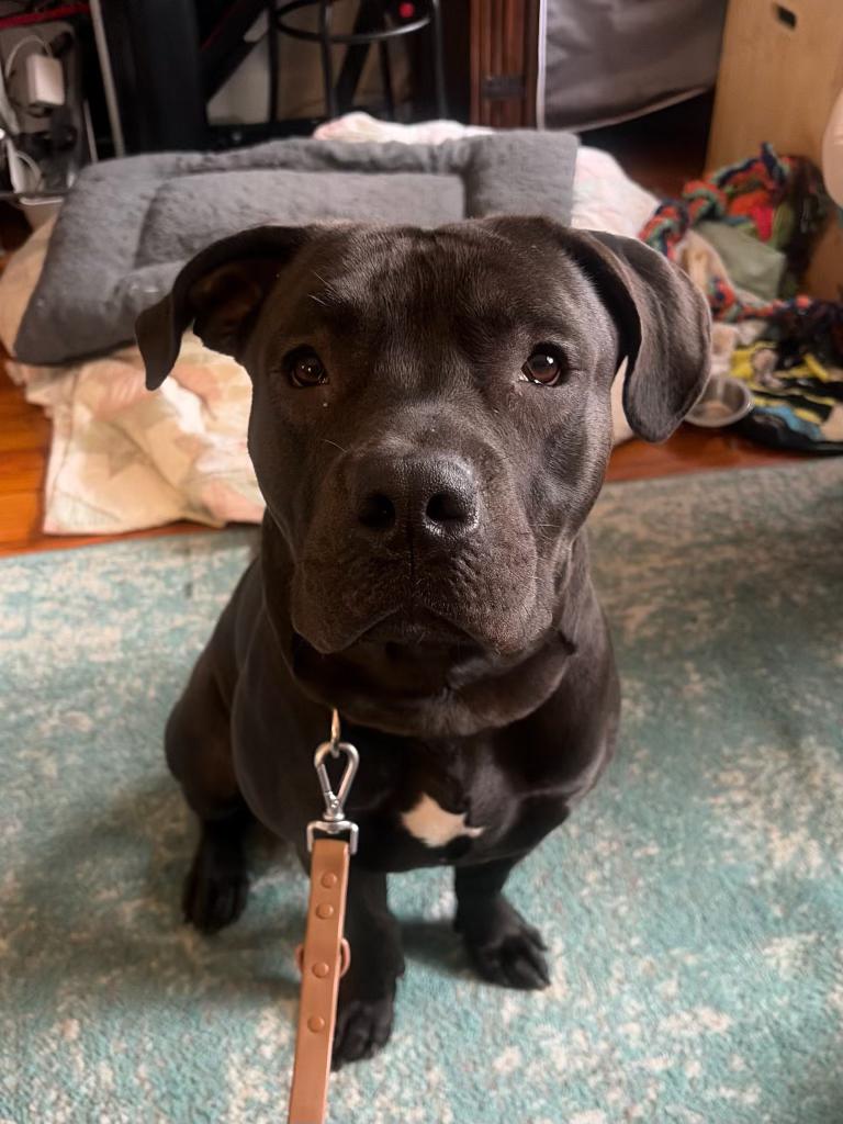 Enlarge Lu, a ADOPTABLE Mixed Breed in Larchmont, NY image 1/3