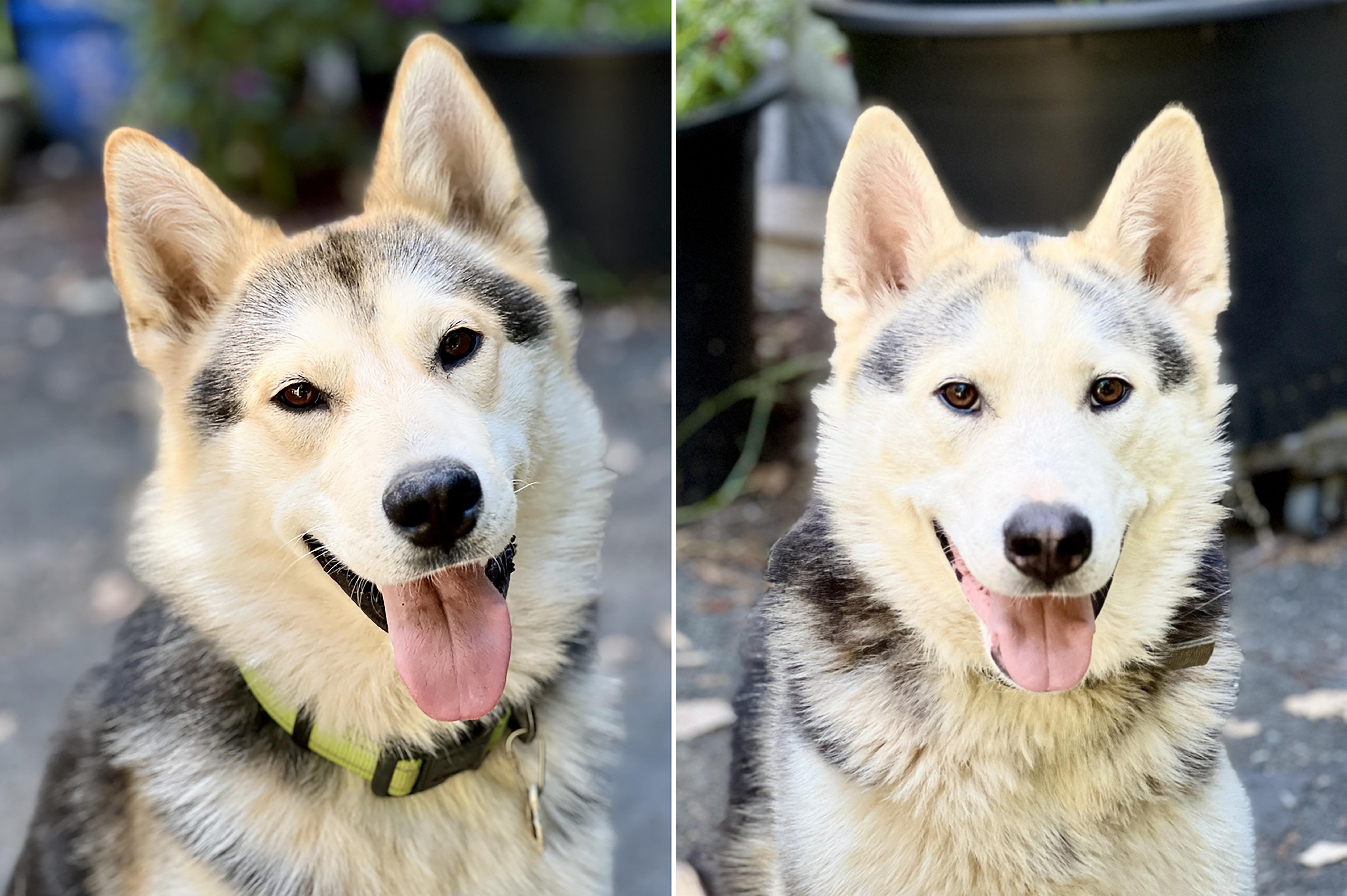 Enlarge Sonny & Buddy, a ADOPTABLE Husky in Gualala, CA image 1/1