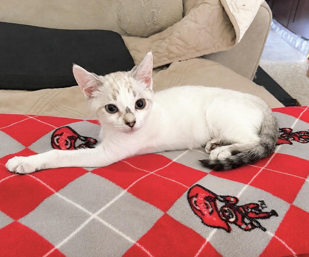 Nacho, a Adoptable Domestic Short Hair in Pickerington, OH image 3/3
