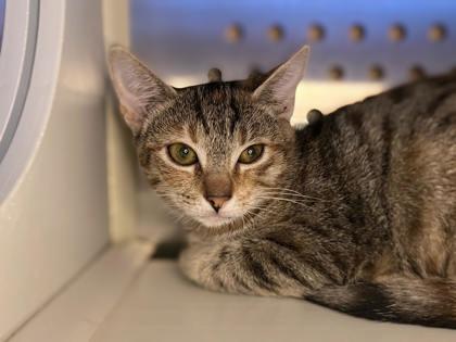 Enlarge Feliza @ PetSmart Walker Rd, a Adoptable mixed breed in Newberg, OR image 1/1