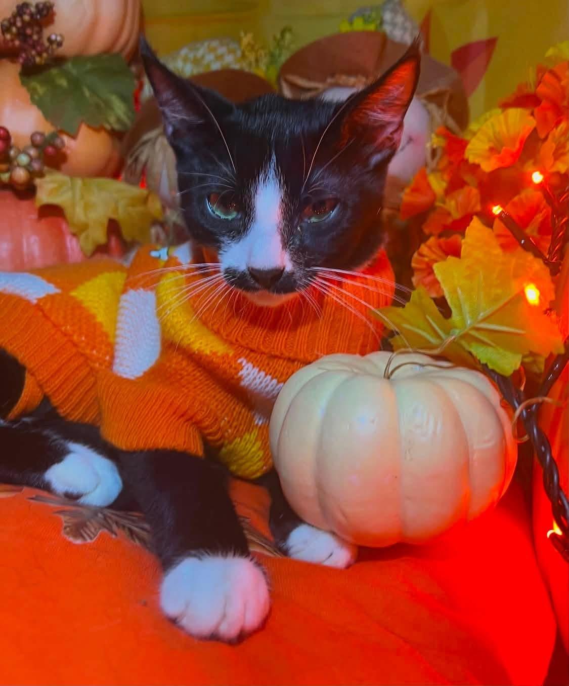 Enlarge Mario ( friendly & fun), a Adoptable Domestic Short Hair in Staten island, NY image 4/6