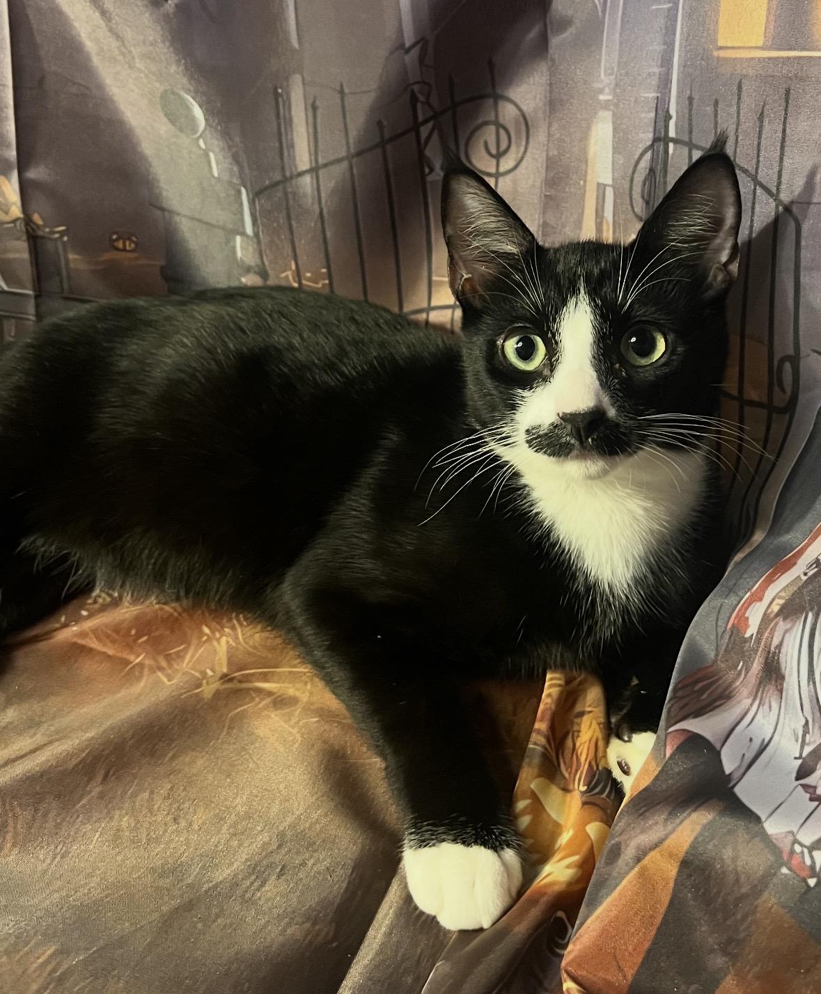 Mario ( friendly & fun), Adoptable, Kitten Male Domestic Short Hair.