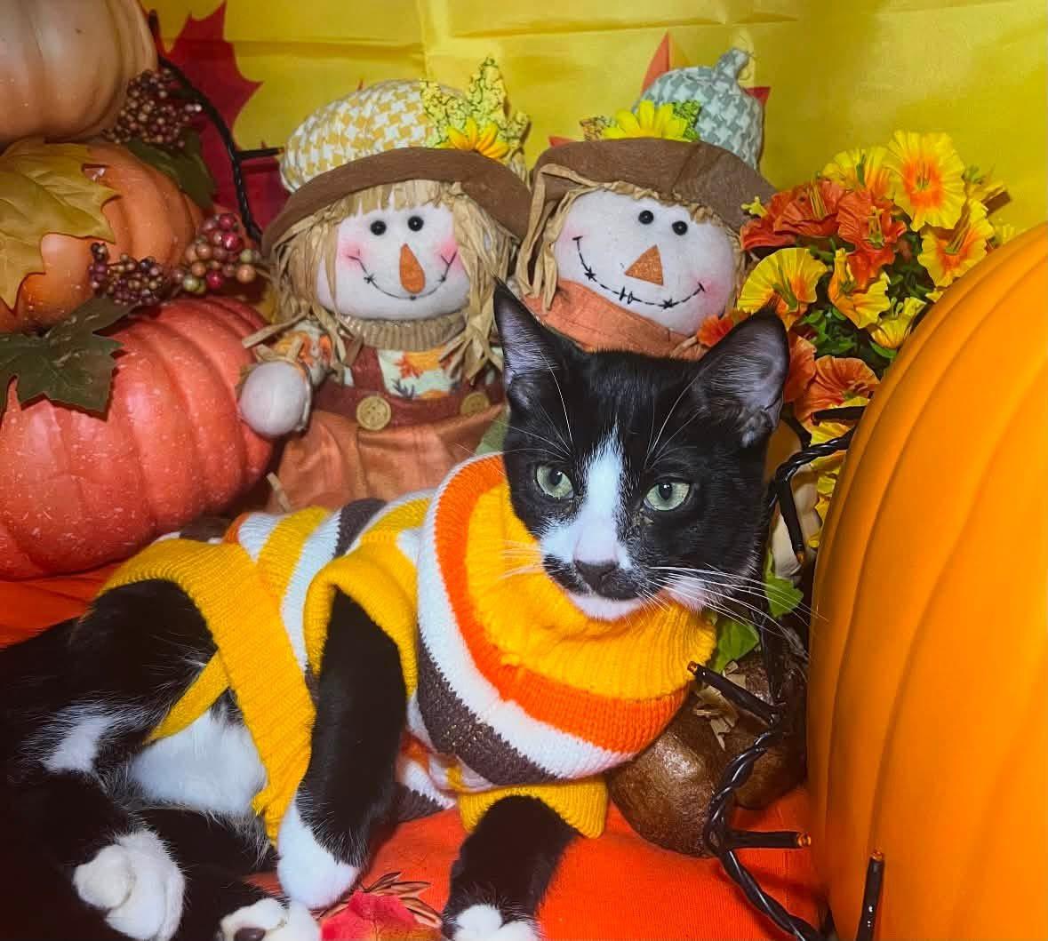 Enlarge Mario ( friendly & fun), a Adoptable Domestic Short Hair in Staten island, NY image 2/6