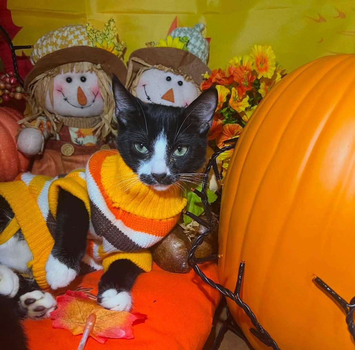Enlarge Mario ( friendly & fun), a Adoptable Domestic Short Hair in Staten island, NY image 5/6