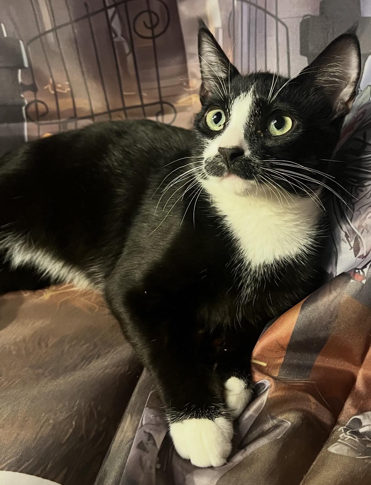 Enlarge Mario ( friendly & fun), a Adoptable Domestic Short Hair in Staten island, NY image 6/6