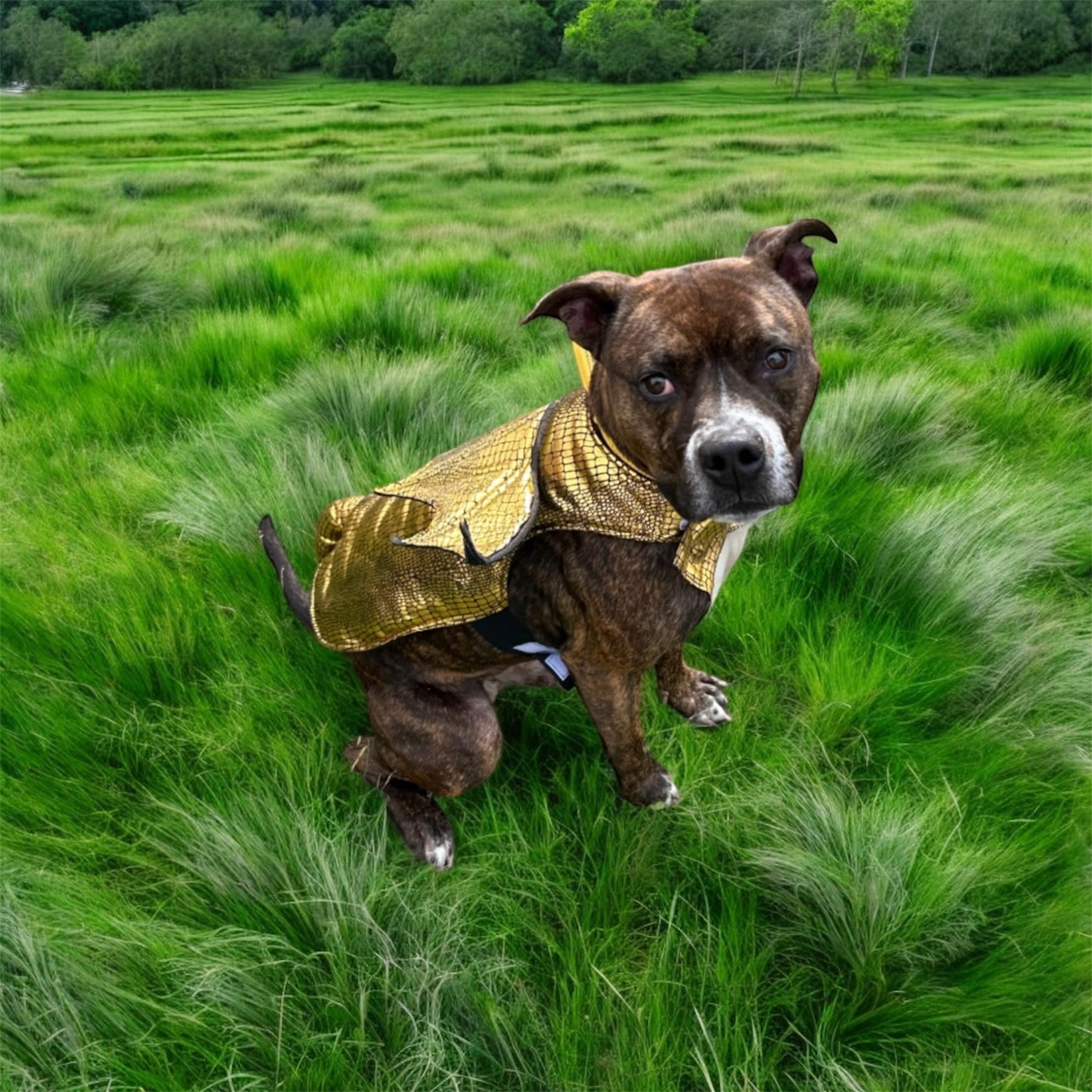 Carver, a Adoptable mixed breed in Lebanon, TN image 2/5