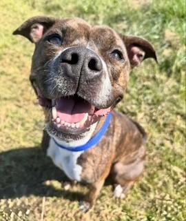Carver, a Adoptable mixed breed in Lebanon, TN image 5/5