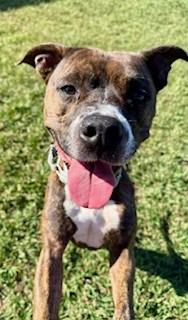 Carver, a Adoptable mixed breed in Lebanon, TN image 4/5