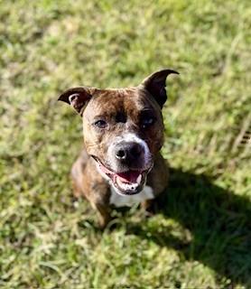 Carver, a Adoptable mixed breed in Lebanon, TN image 1/5