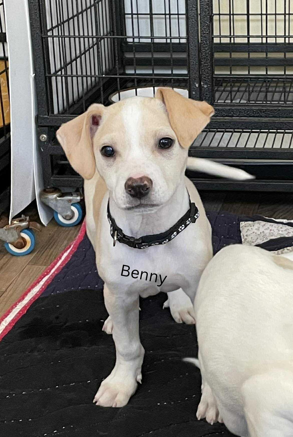 Benny, adopted, Puppy Male Mixed Breed.