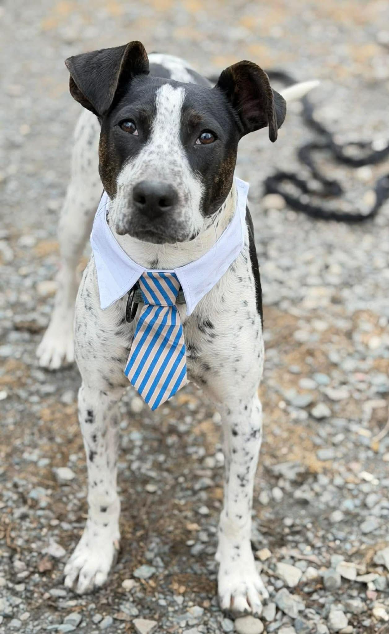 Enlarge Jax , a Adoptable Mixed Breed in Argyle, NY image 6/6