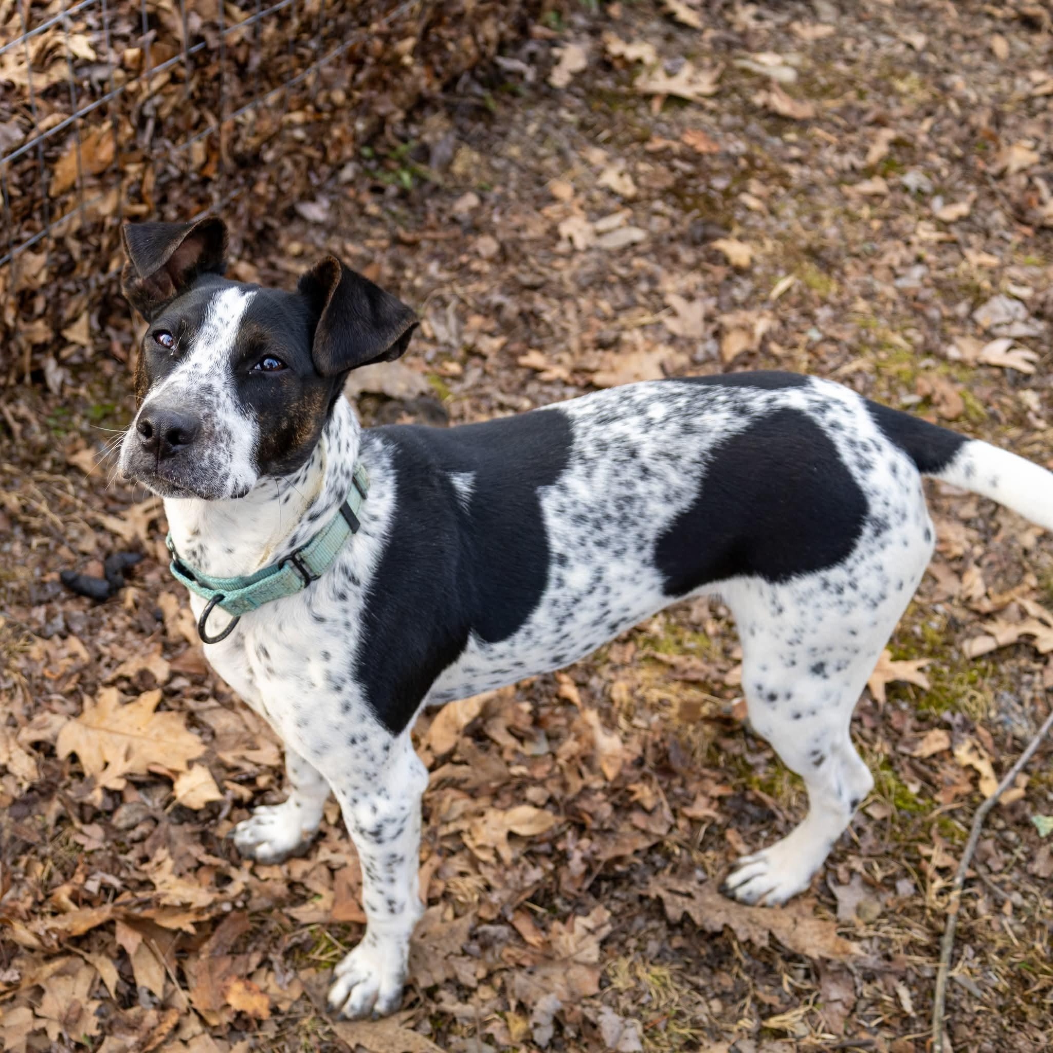 Enlarge Jax , a Adoptable Mixed Breed in Argyle, NY image 4/6