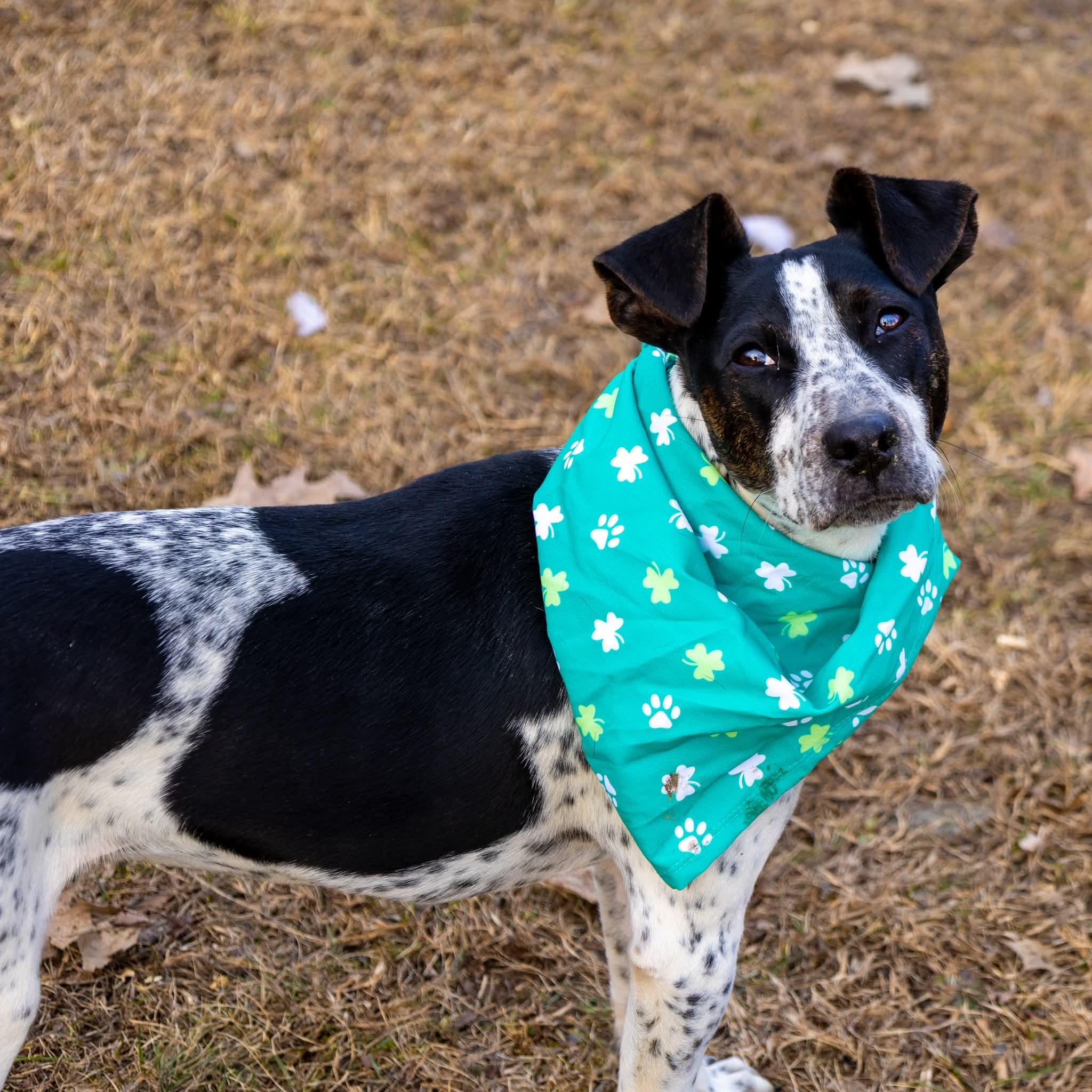 Jax , Adoptable, Puppy Male Mixed Breed.