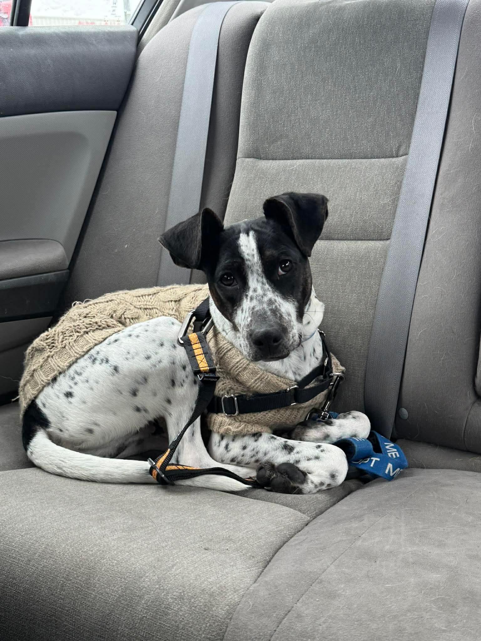 Enlarge Jax , a Adoptable Mixed Breed in Argyle, NY image 2/6