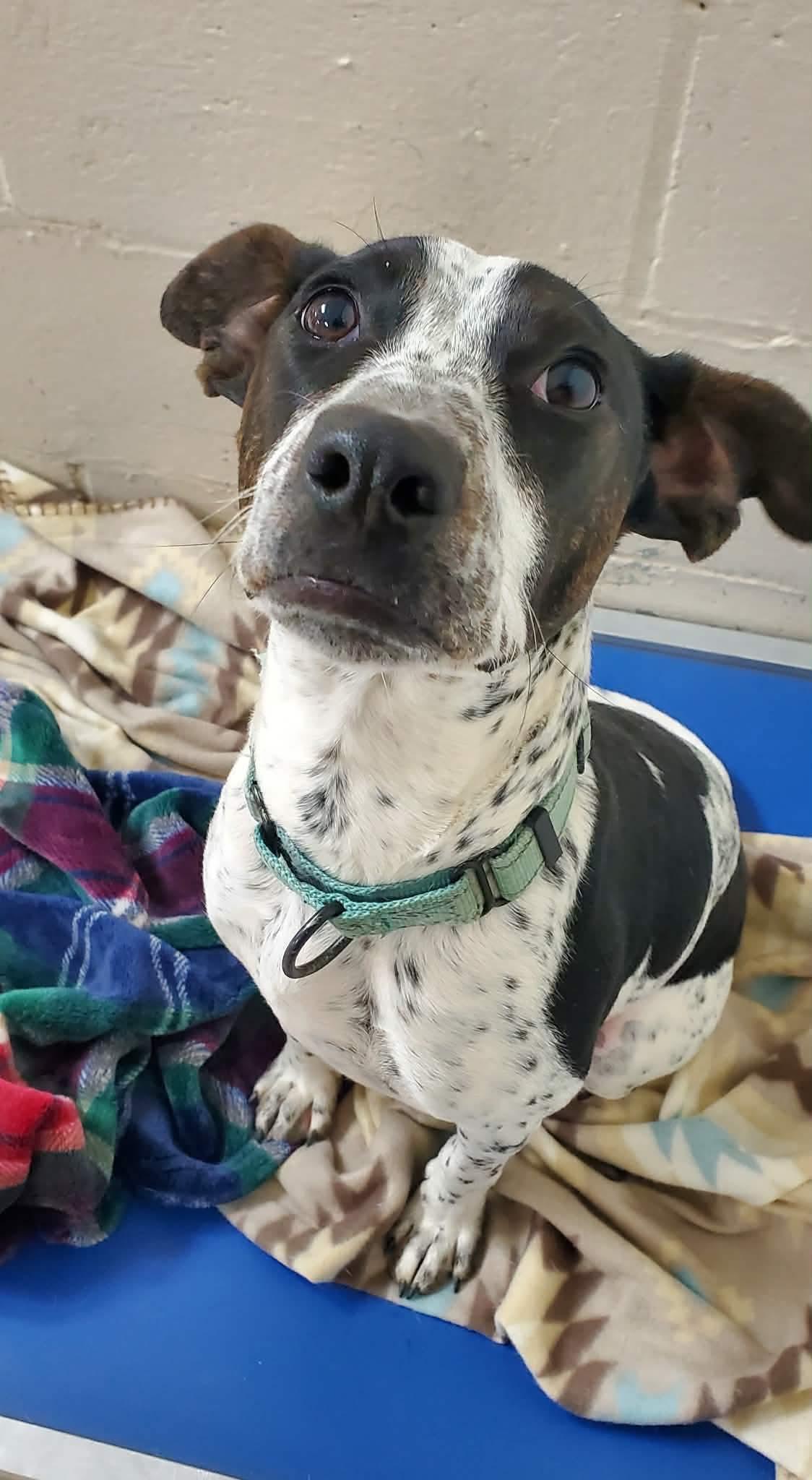 Enlarge Jax , a Adoptable Mixed Breed in Argyle, NY image 3/6