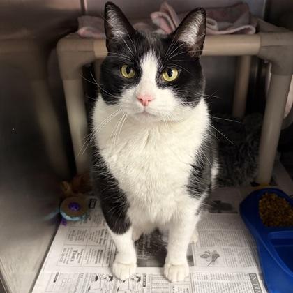 Sammy — thumbnail 2