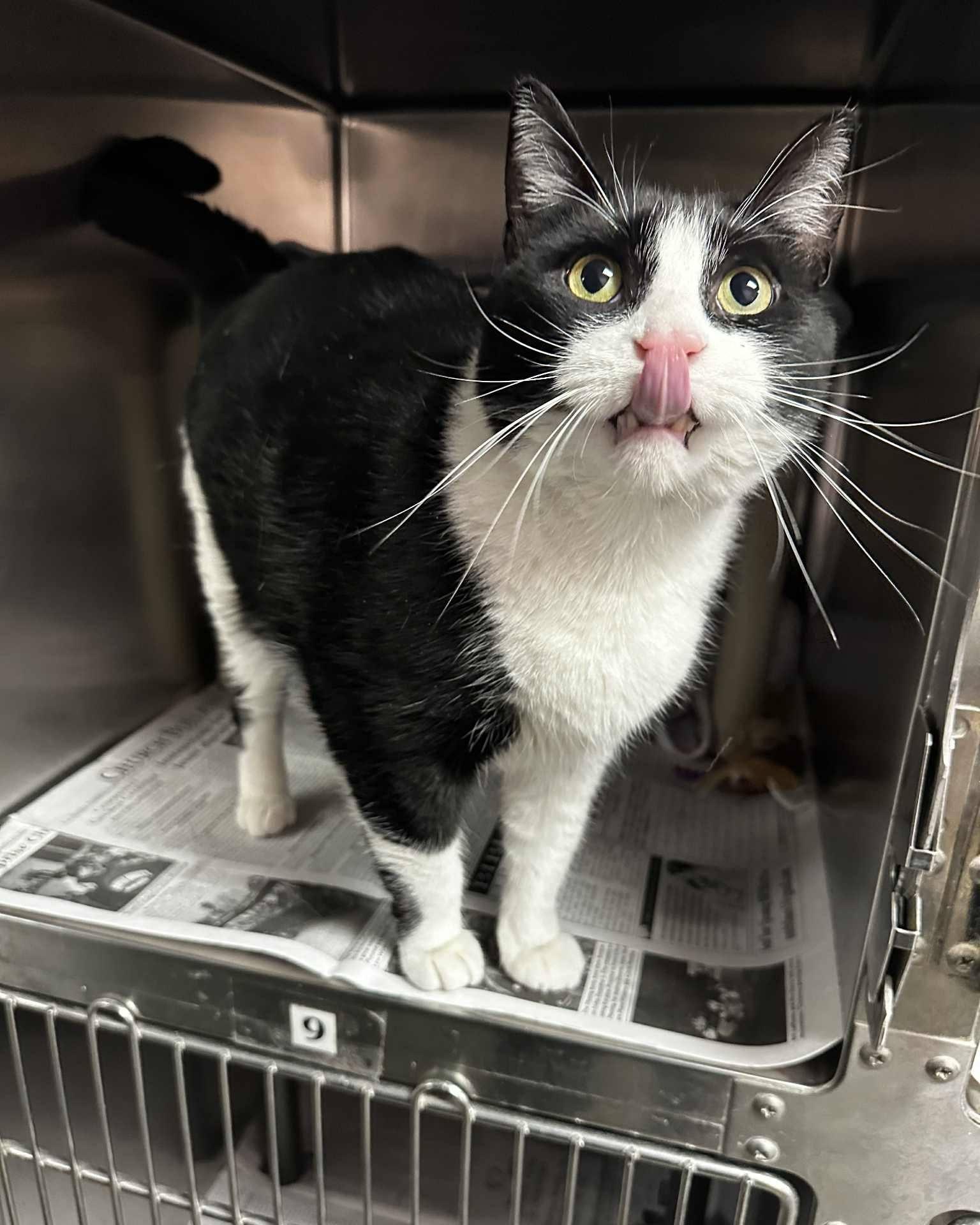 Sammy — thumbnail 3