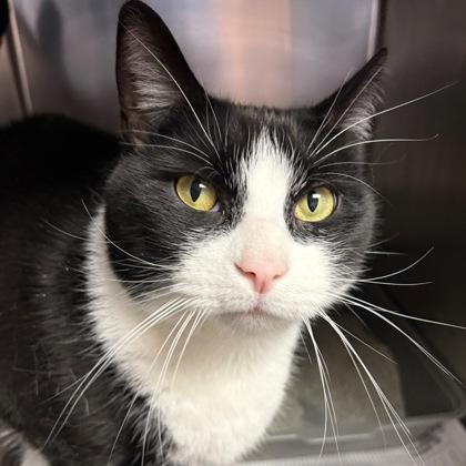 Sammy — thumbnail 4