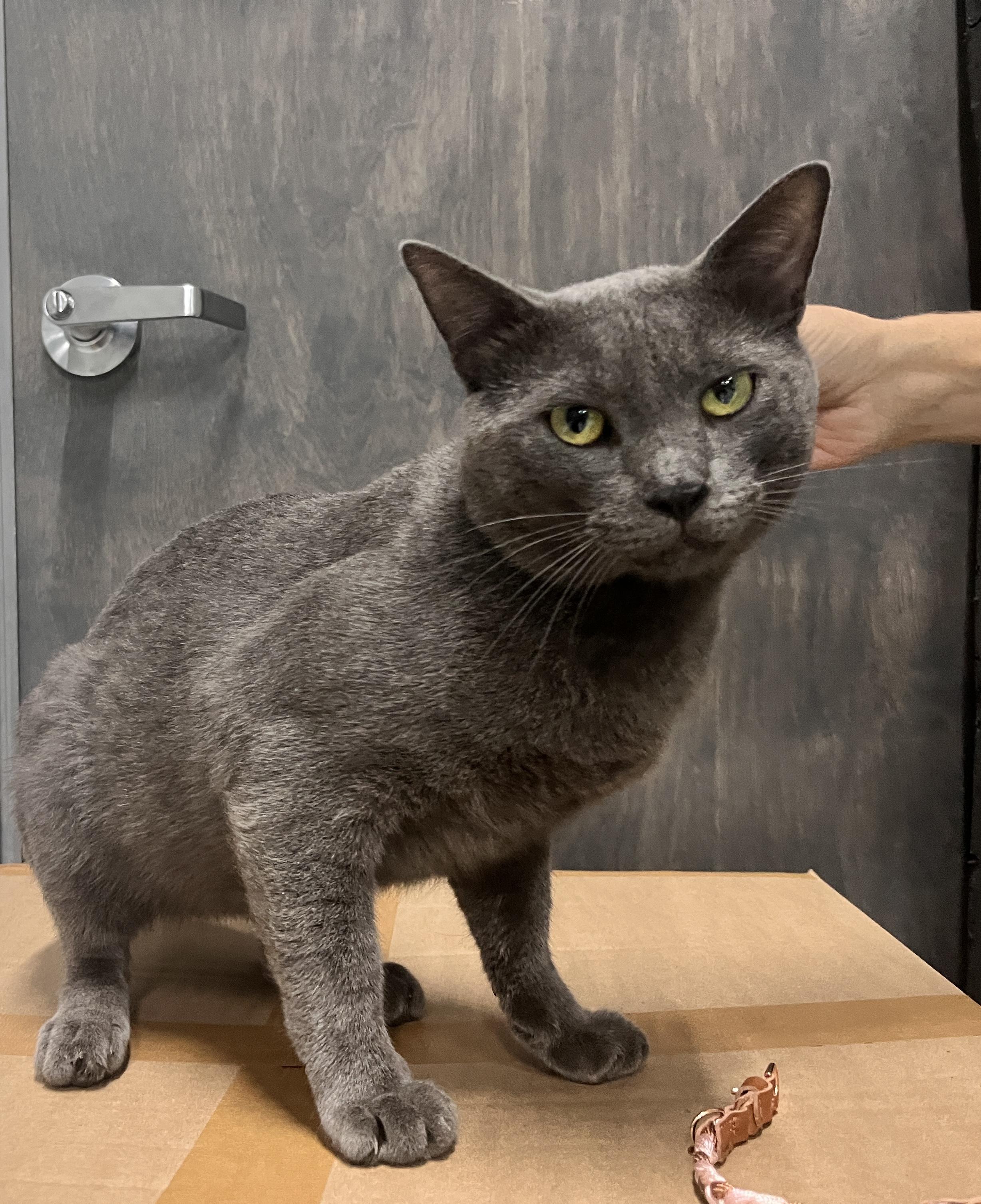 Astro, an adopted mixed breed in Boston, MA image 3/6