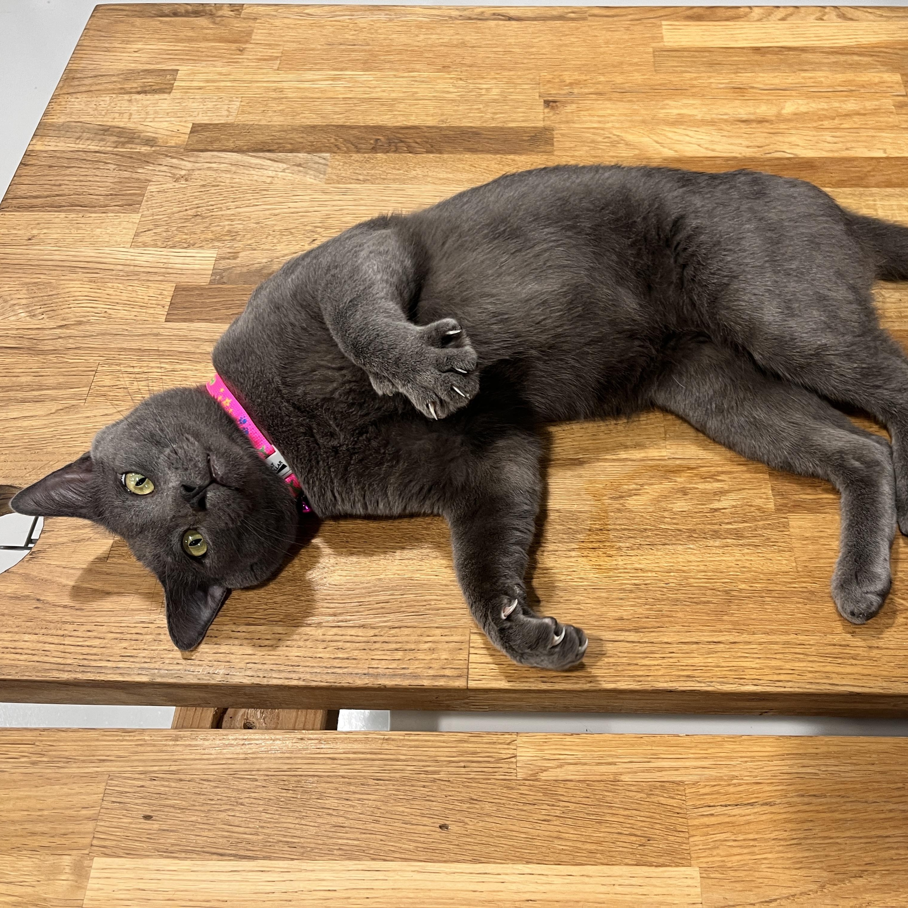 Astro, an adopted mixed breed in Boston, MA image 1/6