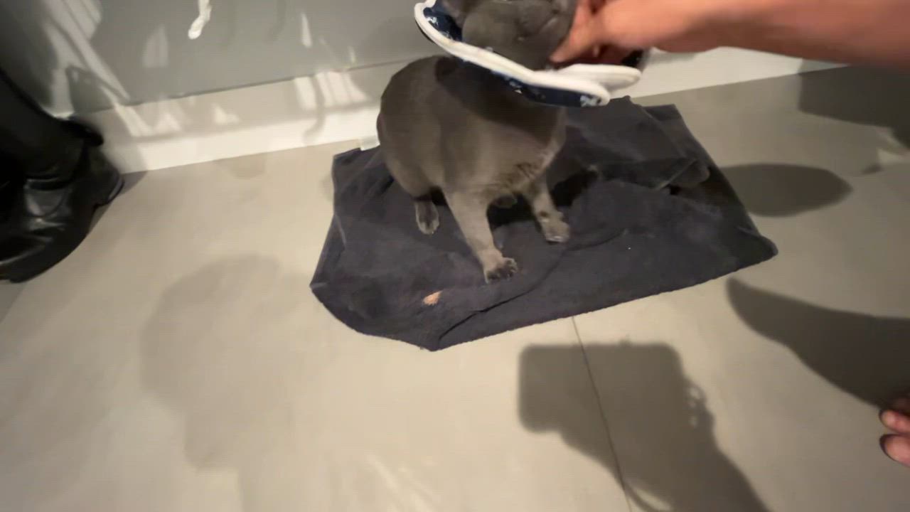 Enlarge Astro, an adopted mixed breed in Boston, MA video 6/6