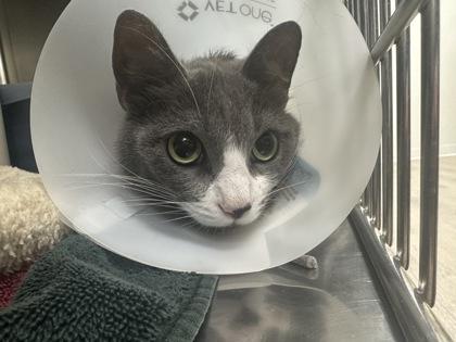 Maya (with Alia), Adult Female Domestic Short Hair