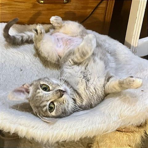 Porsche, Adoptable, Young Female Domestic Short Hair.