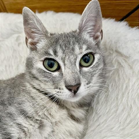 Porsche, a Adoptable Domestic Short Hair in Pleasant Hill, CA image 2/5