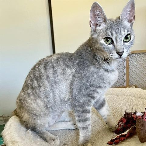 Porsche, a Adoptable Domestic Short Hair in Pleasant Hill, CA image 3/5