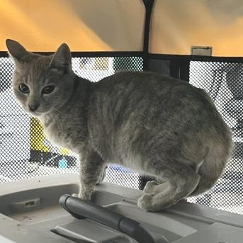 Porsche, Adoptable, Kitten Female Domestic Short Hair.