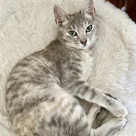 Porsche, a Adoptable Domestic Short Hair in Pleasant Hill, CA image 4/5
