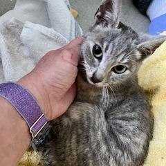 Enlarge Porsche, a Adoptable Domestic Short Hair in Pleasant Hill, CA image 2/2