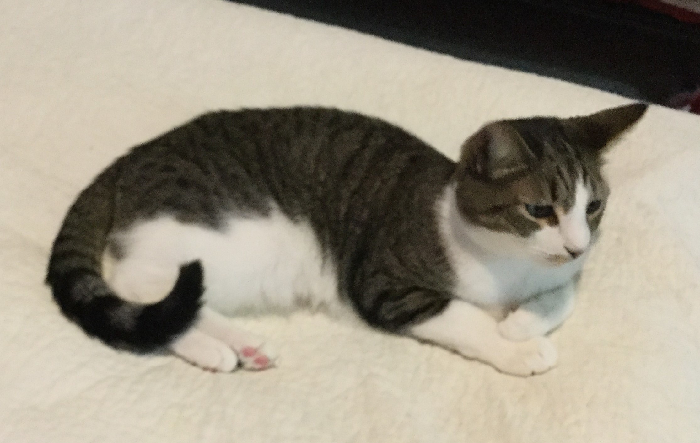 Bumps, a Adoptable Domestic Short Hair in Henrico, VA image 1/10