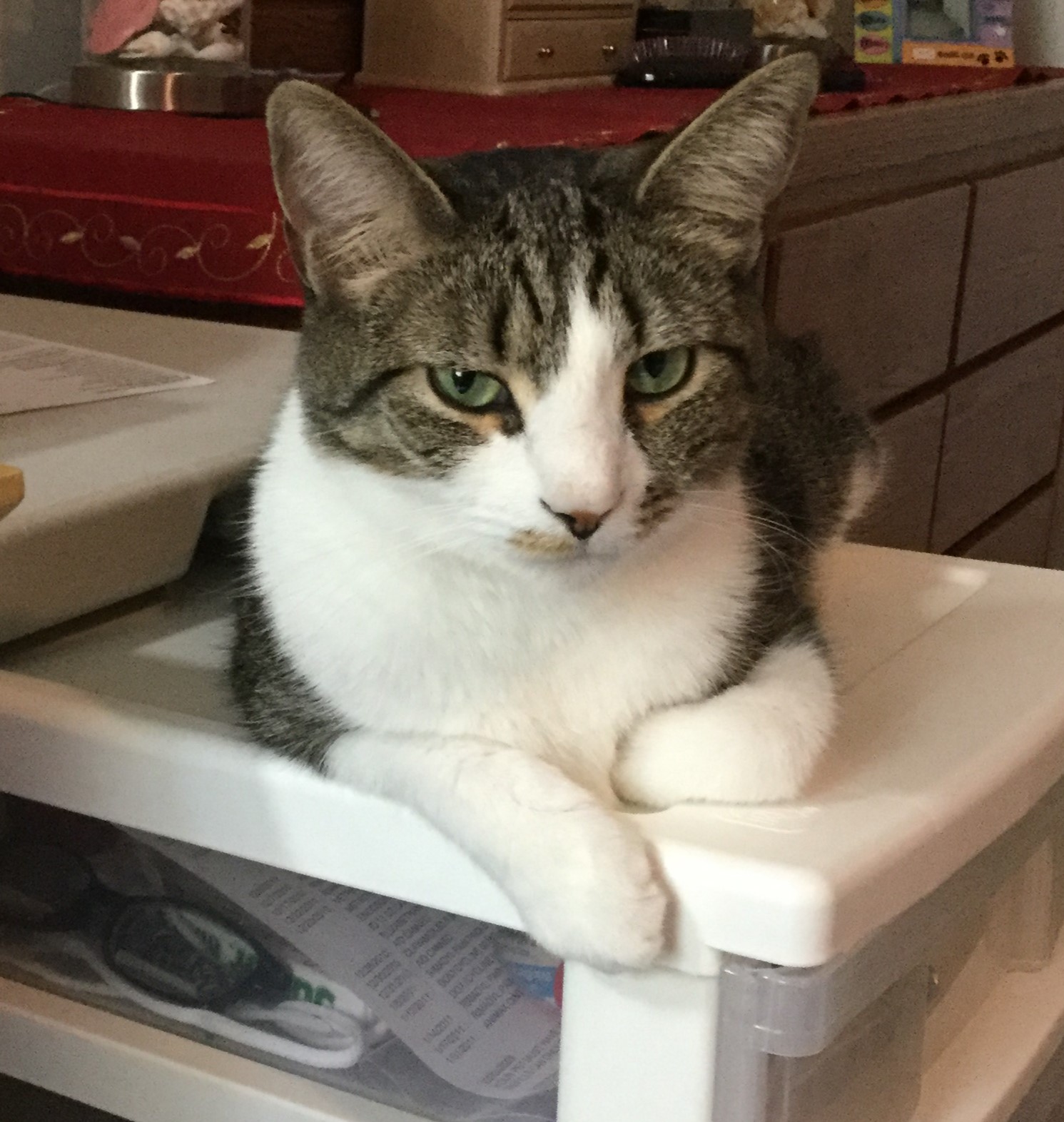 Bumps, a Adoptable Domestic Short Hair in Henrico, VA image 3/10