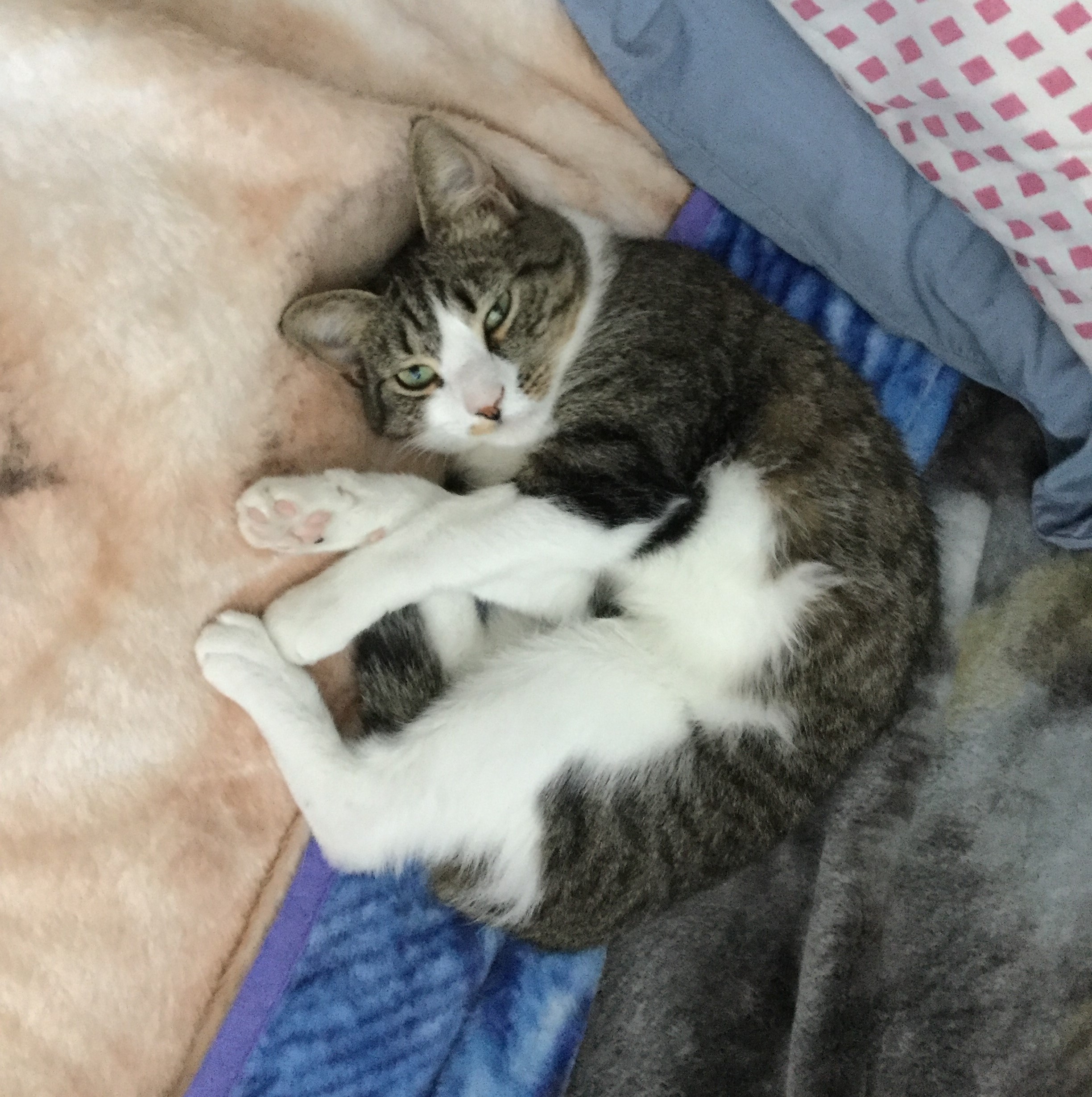 Bumps, a Adoptable Domestic Short Hair in Henrico, VA image 4/10