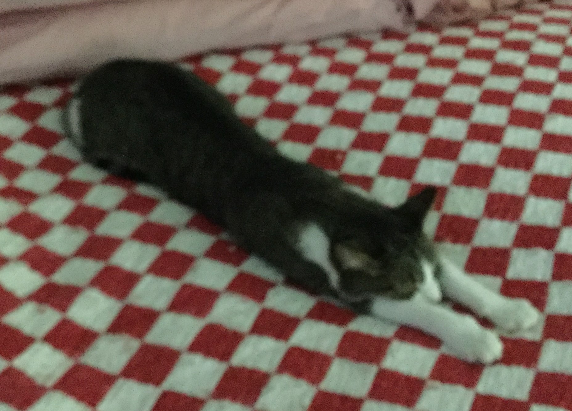 Bumps, a Adoptable Domestic Short Hair in Henrico, VA image 6/10