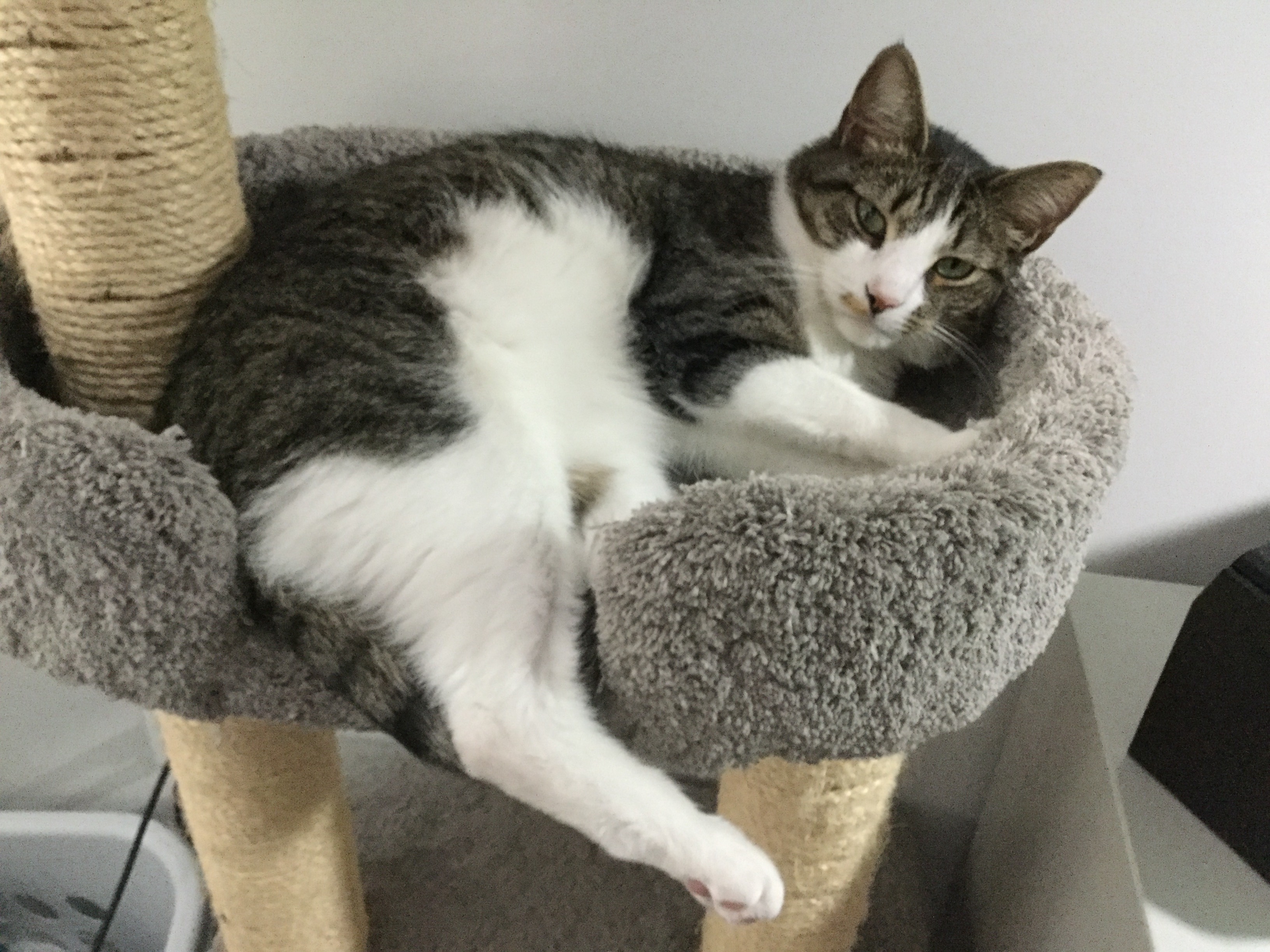 Bumps, a Adoptable Domestic Short Hair in Henrico, VA image 5/10