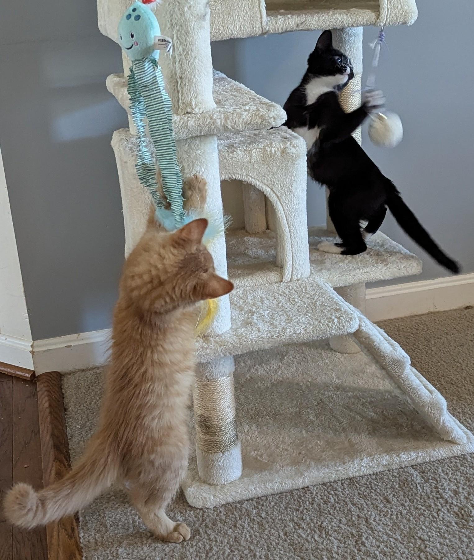 Raven, a Adopted Domestic Short Hair in Dover, DE image 4/4