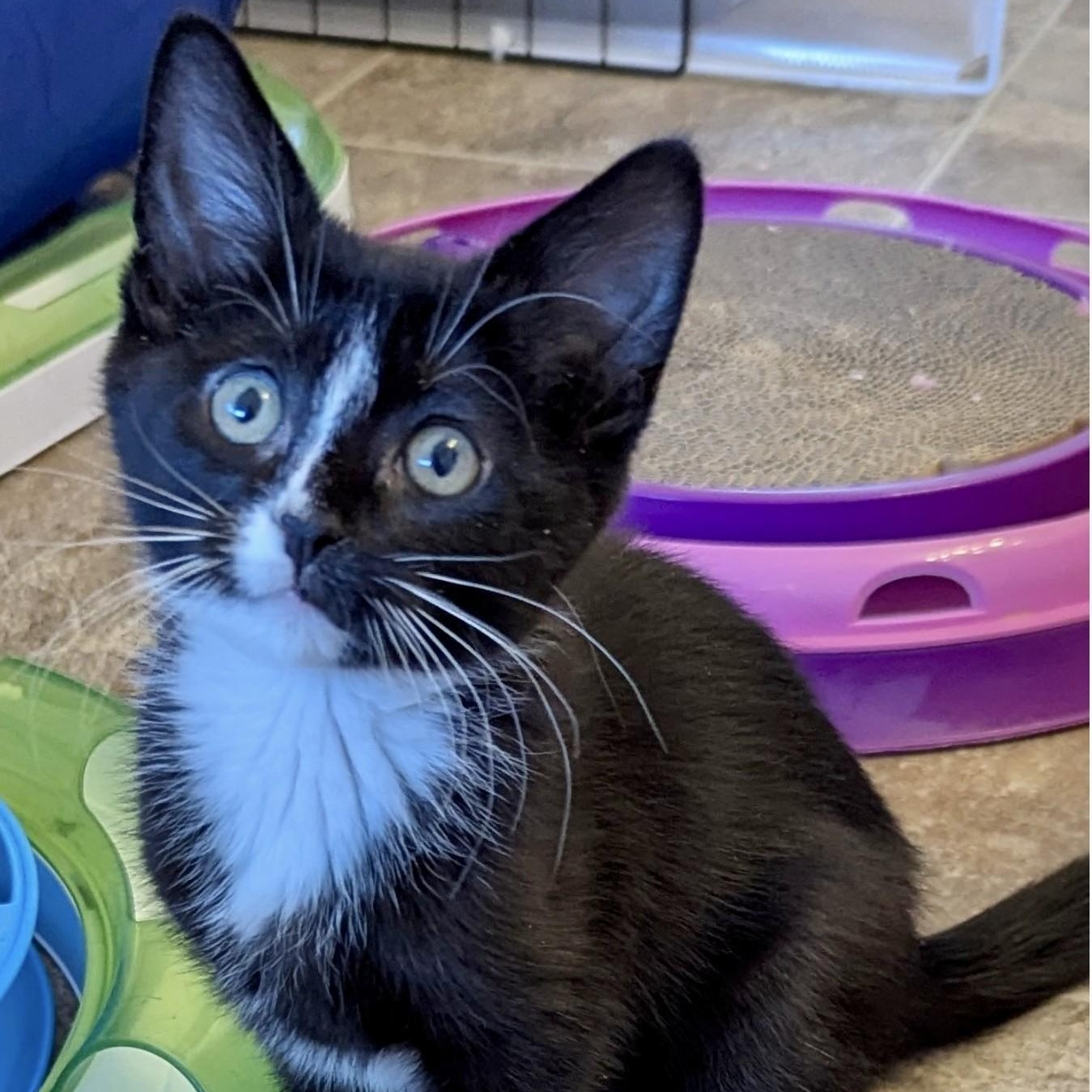 Raven, a Adopted Domestic Short Hair in Dover, DE image 1/4