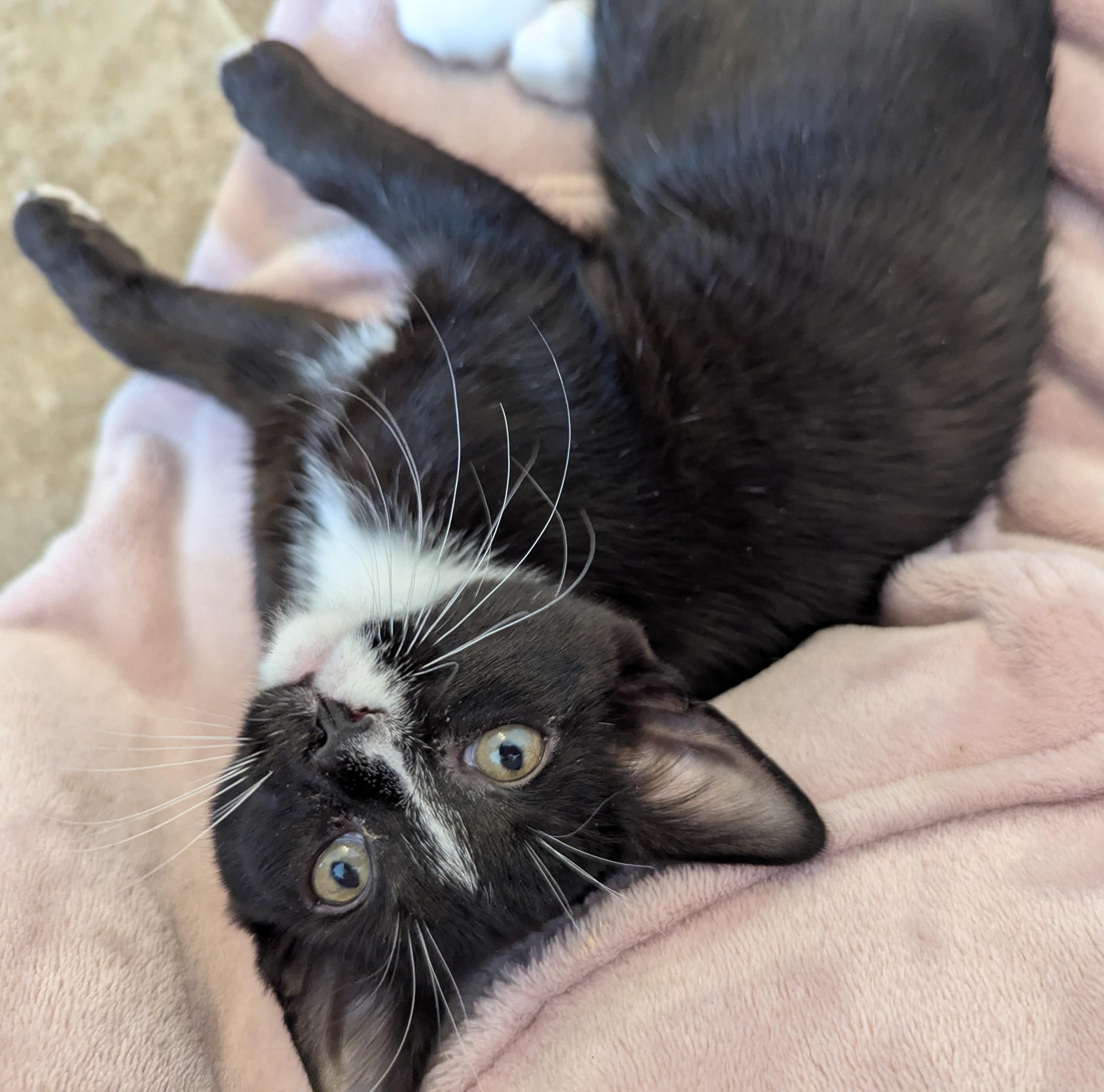 Raven, a Adopted Domestic Short Hair in Dover, DE image 3/4